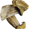 Penis Envy - Psilocybin Mushrooms - 3.5 grams