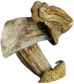 Penis Envy - Psilocybin Mushrooms - 3.5 grams