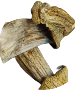 Penis Envy - Psilocybin Mushrooms - 3.5 grams